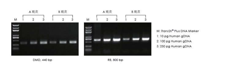 使用不同批次的產(chǎn)品，以不同濃度的人 gDNA 為模板擴(kuò)增，1.5% 瓊脂糖凝膠電泳分析擴(kuò)增結(jié)果。